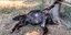 Νεκρό γαϊδουράκι που πιάστηκε από το σχοινί που ήταν δεμένο στο Κορωπί 
