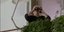 Γιαγιά γριά ηλικιωμένη παρακολουθεί κιάλια Αγρίνιο μπαλκόνι viral
