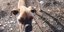 Η Νίκη, ο σκύλςο που βρέθηκε αποστεωμένος και δεμένος σε παραλία στη Ζαχάρω