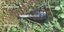Ενεργή χειροβομβίδα βρέθηκε σε κήπο στη Γλυφάδα
