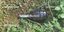 Η ενεργή χειροβομβίδα που βρέθηκε σε κήπο στη Γλυφάδα