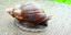 αφρικανικό σαλιγκάρι Φλόριντα μηνιγγίτιδα καραντίνα
