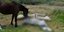 Άλογο πνίγηκε στο Βόλο / Φωτογραφία: ΕΡΤ
