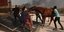 Κάηκε καταφύγιο ζώων στο Λαγονήσι / Φωτογραφία: INTIME