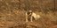 Σκύλος στην άκρη οικοπέδου στη φωτιά στα Δερβενοχώρια 