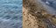 Φίδι προκαλεί αναστάτωση σε παραλία της Εύβοιας -Κολυμπάει στα νερά της και στη συνέχεια βγαίνει στην άμμο