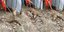 Η στιγμή που οι κροκόδειλοι ξεπετάγονται από το ραγισμένο πεζοδρόμιο σε χωριό στην Ινδία
