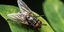 Επιστήμονες φέρνουν επανάσταση στην γενετική μηχανική -Κατάφεραν να προκαλέσουν παρθενογένεση σε θηλυκές μύγες