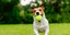 Χαρούμενος σκύλος με μπάλα του τένις στο στόμα τρέχει στο γρασίδι