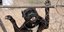 Επίθεση από πίτμπουλ δέχτηκαν γυναίκα και ο μικρόσωμος σκύλος της στην Ηγουμενίτσα