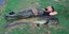 Ψαράς έπιασε γουλιανό 70 κιλών σε λίμνη της Μεγαλόπολης