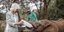 Η βασίλισσα Καμίλα ταΐζει ένα ορφανό ελεφαντάκι 