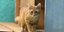Cat Cafe Athens