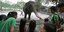 O ελέφαντας Μάλι στον ζωολογικό κήπο της Μανίλα 