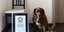 Ο Bobi με το βραβείο του ως γηραιότερος σκύλος στον κόσμο