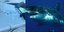 Τα χνάρια από τα σαγόνια του καρχαρία στη σανίδα του 64χρονου σέρφερ 
