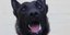 μαυρος σκυλος ανοιχτο στομα 