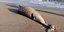 Νεκρό δελφίνι στην περιοχή των Μεσαγκάλων στη Λάρισα