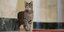 H γάτα Willow της Τζιλ Μπάιντεν 