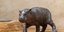 Ο αξιαγάπητος πυγμαίος ιπποπόταμος που γεννήθηκε στο Αττικό Ζωολογικό Πάρκο