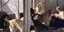 Τα 94 σκυλιά που ζούσαν σε άθλιες συνθήκες σε σπίτι στη Θέρμη Θεσσαλονίκης
