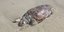 Νεκρή θαλάσσια χελώνα στη Λάρισα