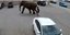 Ο θηλυκός ελέφαντας τρόμαξε από τον ήχο οχήματος και το έσκασε από τσίρκο στη Μοντάνα 