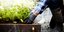 Καλλιεργήστε λαχανικά από υπολείμματα τροφίμων στο σπίτι σας