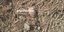 Χειροβομβίδα Αγγλικού τύπου εντοπίστηκε σε χωράφι στο Αγρίνιο