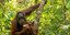 Ινδονησία: Ουρακοτάγκος στο φυσικό περιβάλλον του χρησιμοποιησε ιαματικό φυτό για να θεραπεύσει μια πληγή