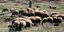 sheeps