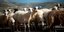 Sheeps
