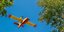 Canadair