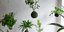 Πώς να φτιάξετε τα γιαπωνέχικα φυτά kokedama