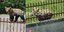 Bear Roams Greek Village