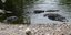 Αλιγάτορες στο Florida Everglades, στο Εθνικό Καταφύγιο Big Cypress της Φλόριντα