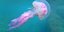 Venomous Purple Jellyfish 