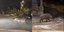 Aγριογούρουνο στο Χαϊδάρι κάνει βόλτες αναζητώντας τροφή