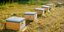  Power Company Donates 660,000 Bees
