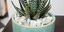 Το φυτό Haworthiopsis attenuata