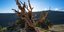 Υπεραιωνόβιο δέντρο τύπου Bristlecone στις ΗΠΑ 