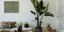 Φυτά εσωτερικού χώρου