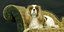 Σκύλος ράτσας Cavalier King Charles Spaniel 