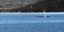 Rare 30-Foot Sperm Whale Sighted in Greece’s North Euboean Gulf