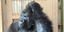Γορίλας πέφτει σε βαθιά περισυλλογή μετά από καβγά με τη σύντροφό του