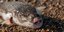 Λαγοκέφαλος