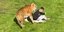 Η τίγρη επιτίθεται στον άνδρα στον ζωολογικό κήπο στη Βρετανία
