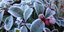 Gaultheria 