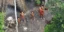 Απομονωμένες φυλές του Αμαζονίου στο Google Earth: Μελετώντας τους ιθαγενείς εξ 