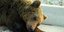 Αποδεκατίζονται οι αρκούδες στην άσφαλτο – Άλλη μια νεκρή στην Φλώρινα